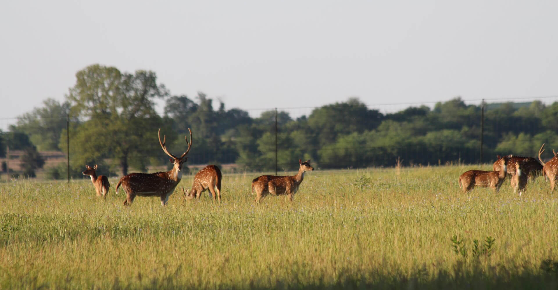 Axis Deer Hunts in Oklahoma Axis Deer Hunts in Oklahoma