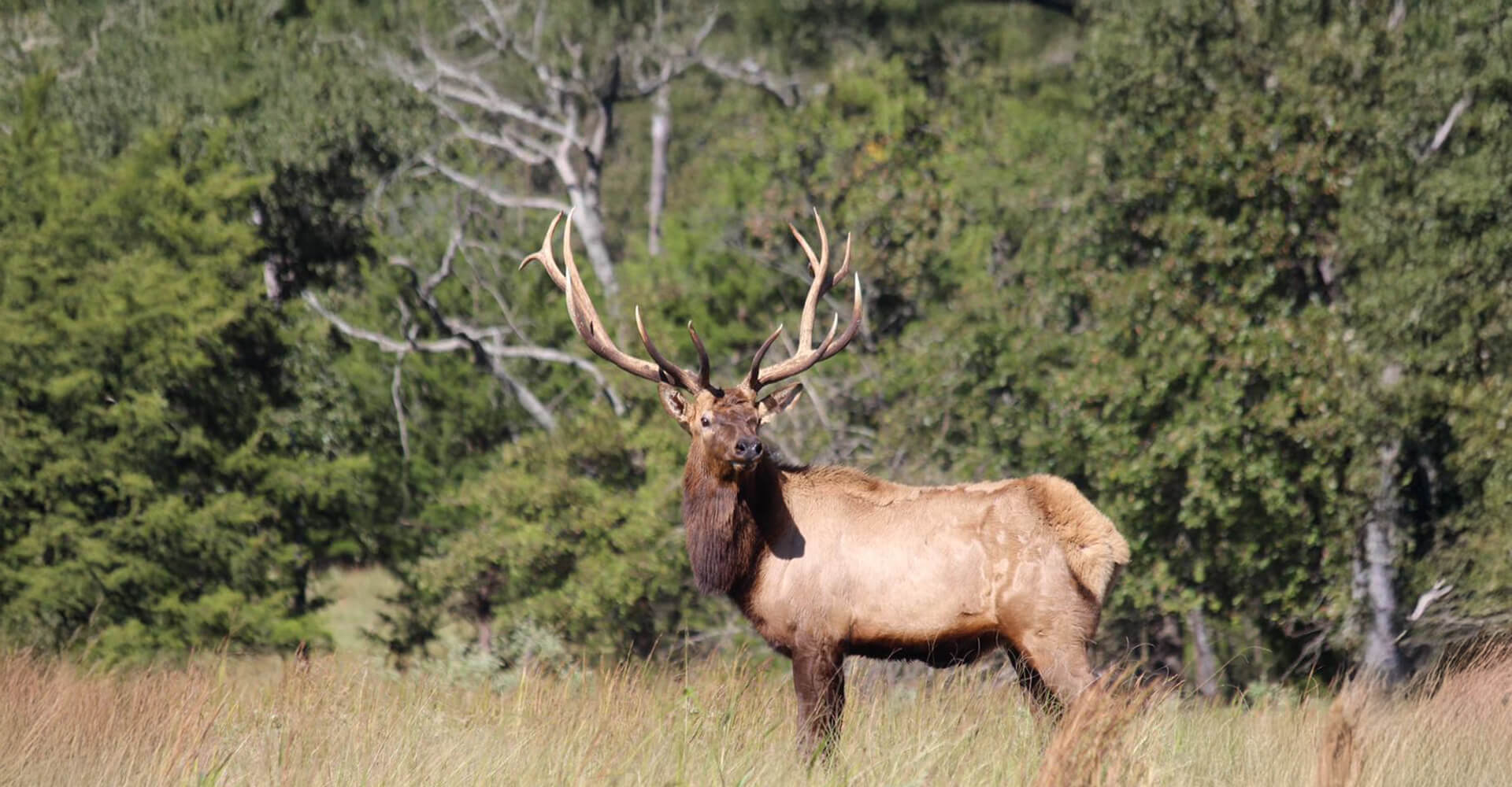 Trophy Elk Hunts Oklahoma Trophy Elk Hunts Oklahoma
