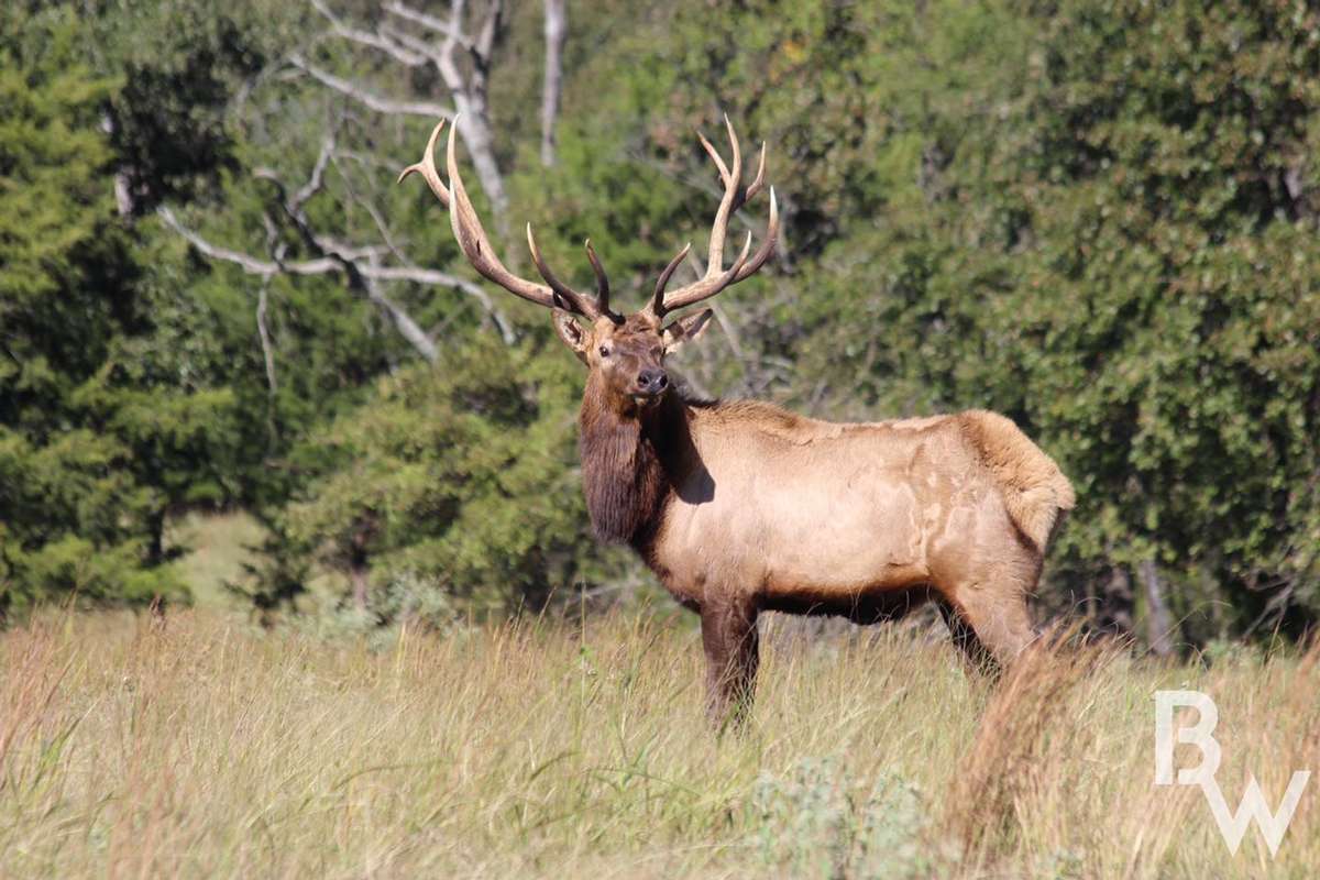 Elk